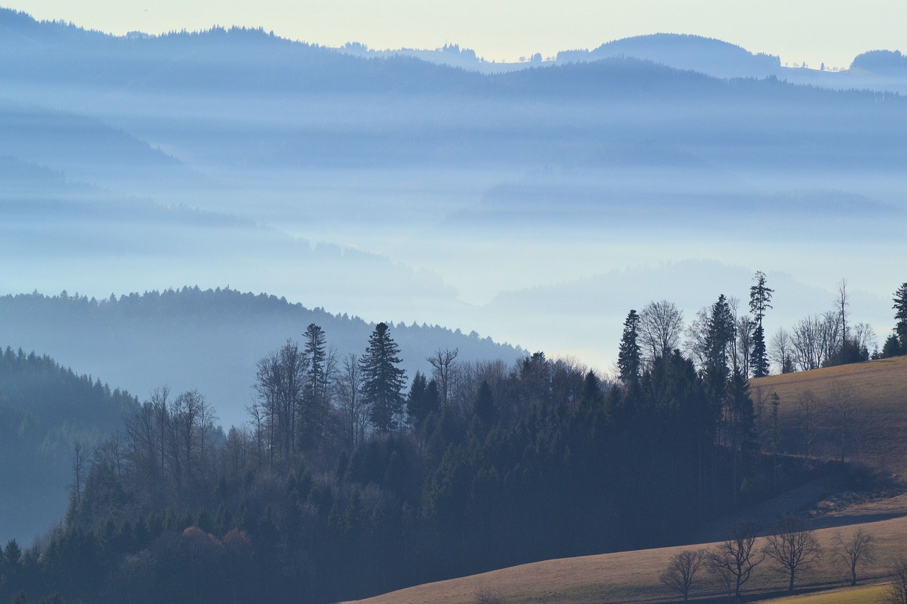 Image - black forest hiking st peter nature