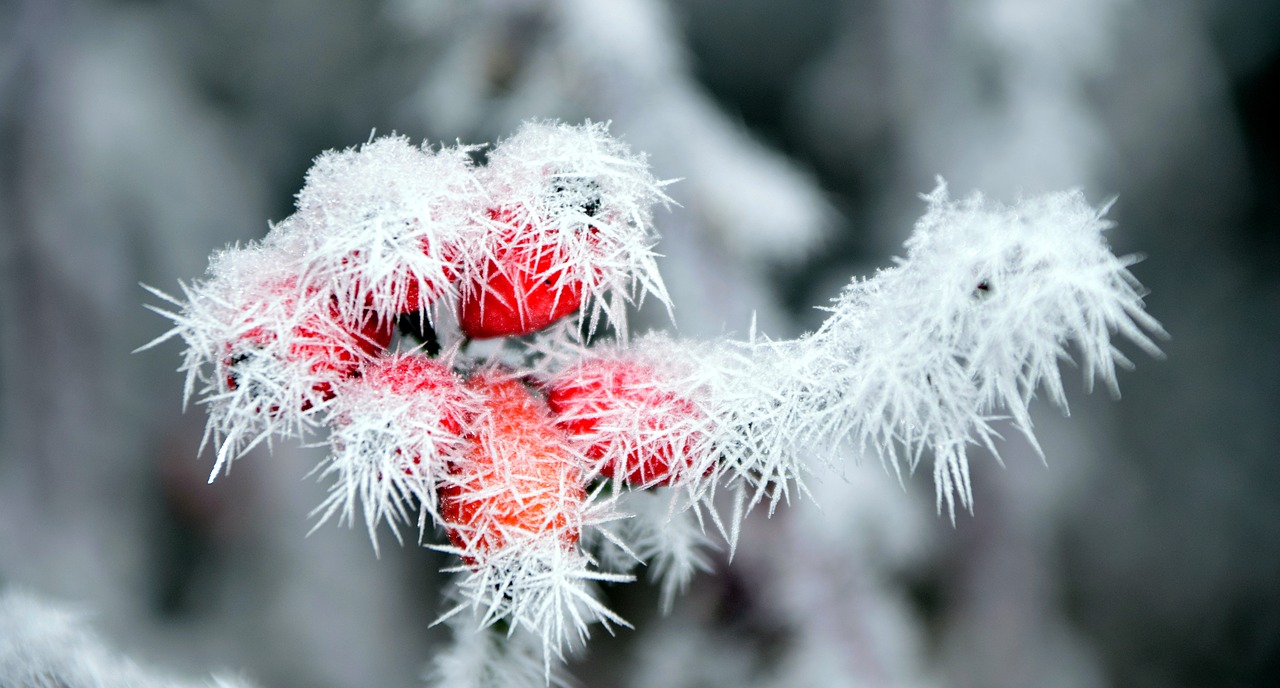 Image - rose hip frost winter wintry cold