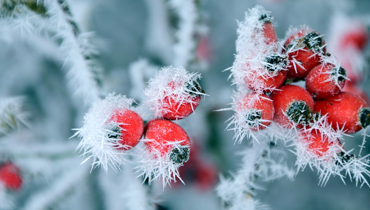 Image - rose hip frost winter wintry cold