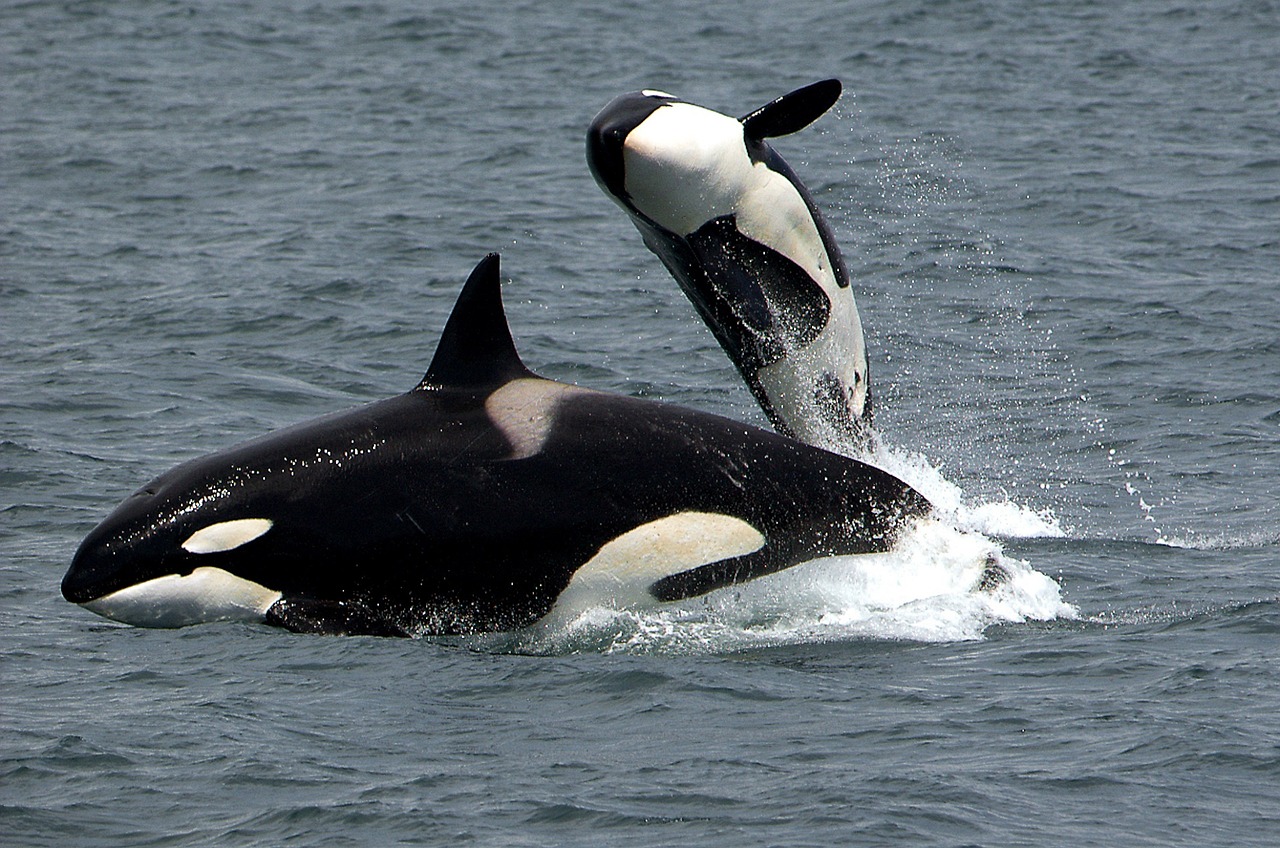 Image - killer whales orcas breaching