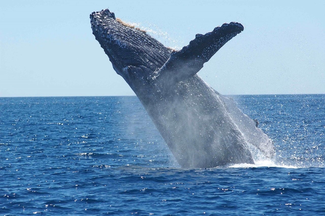 Image - humpback whale breaching jumping