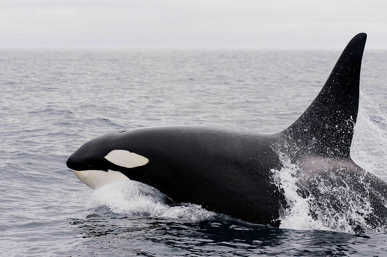 Image - killer whale orca breaching ocean