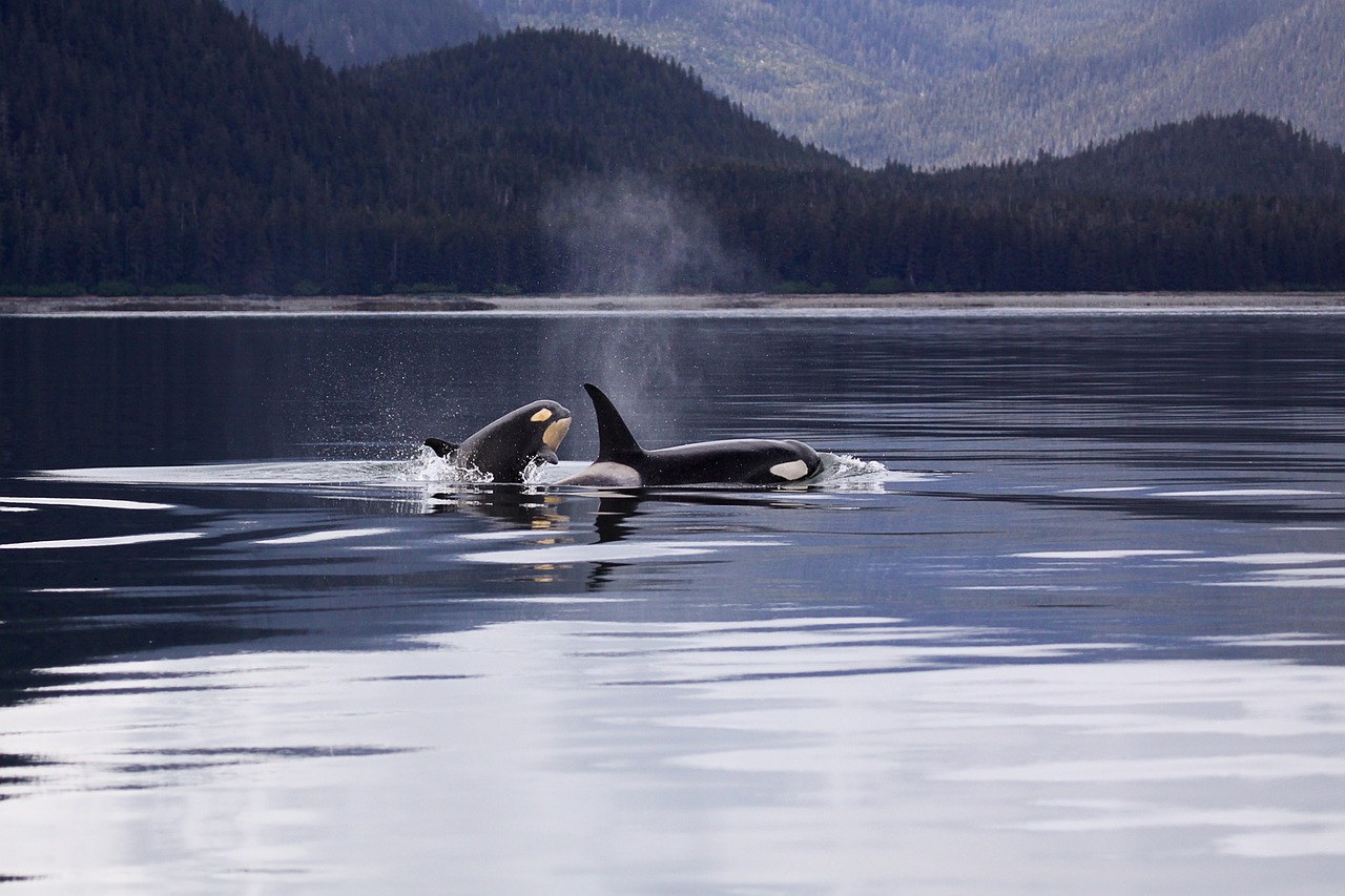 Image - killer whales orcas breaching ocean