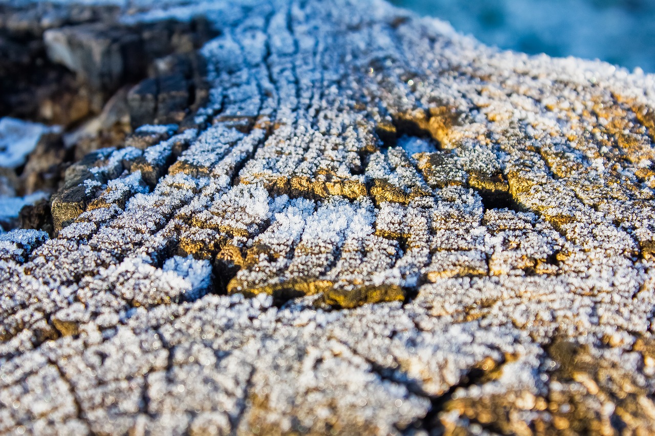 Image - frost cold nature winter ice