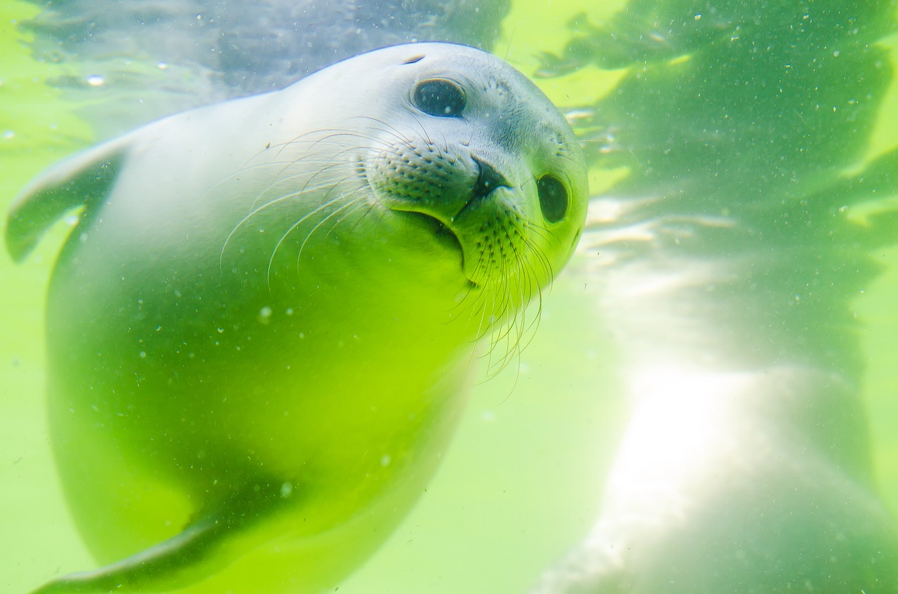 Image - crawl seal north sea white robbe