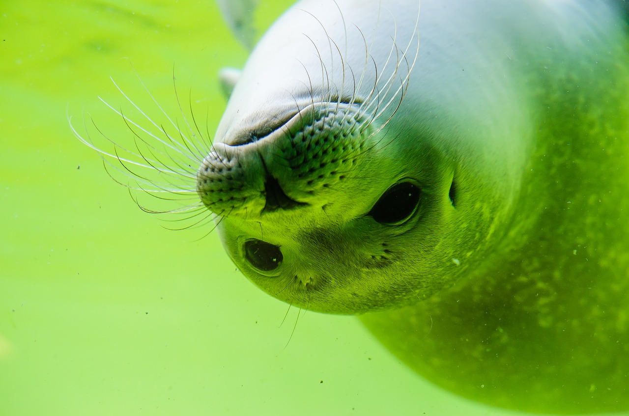 Image - crawl seal north sea white robbe