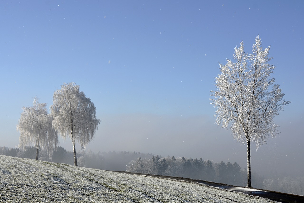 Image - wintry winter trees morgentau ripe