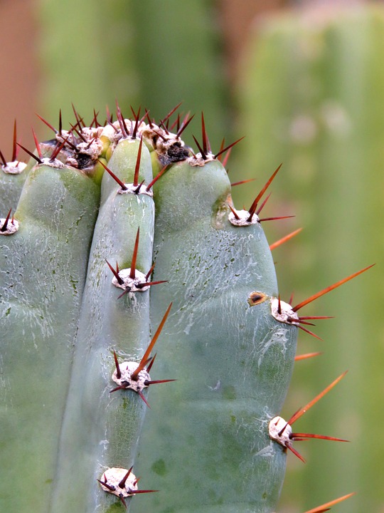 Image - hildmann s cereus cactus plant