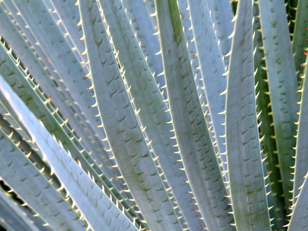 Image - aloe vera plant arizona