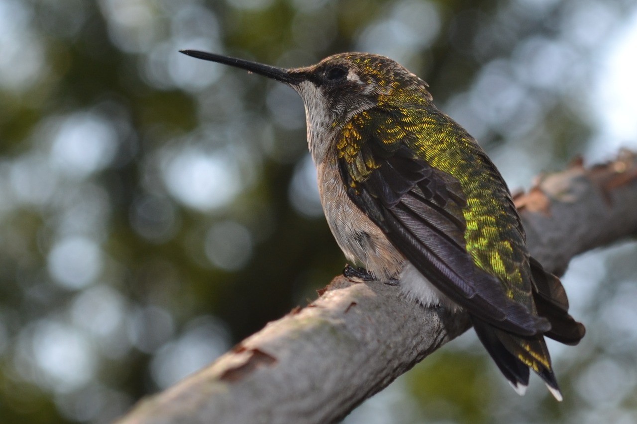 Image - female ruby throated hummingbird