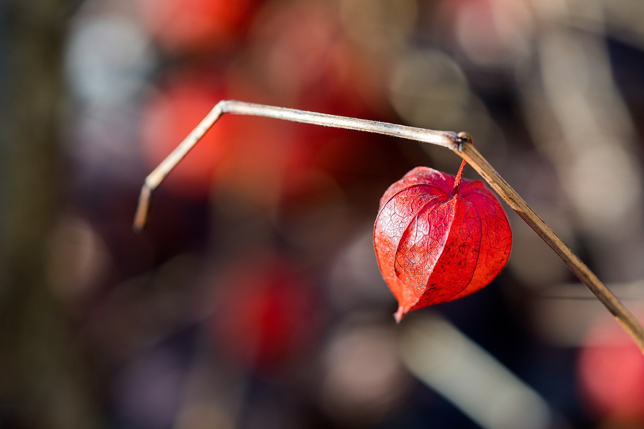 Image - chinese lantern plant red beautiful