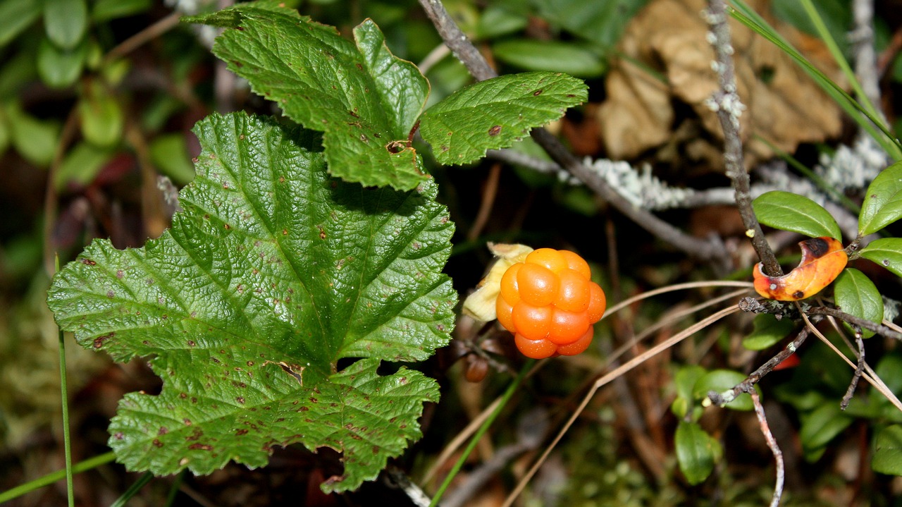 Image - cloudberry polish swamp berry