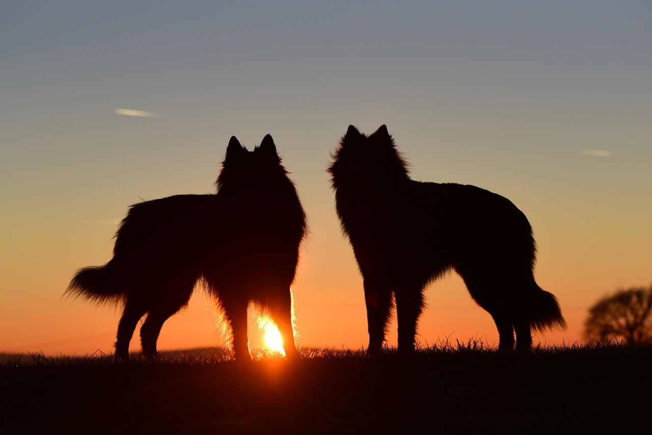 Image - dogs sunset abendstimmung