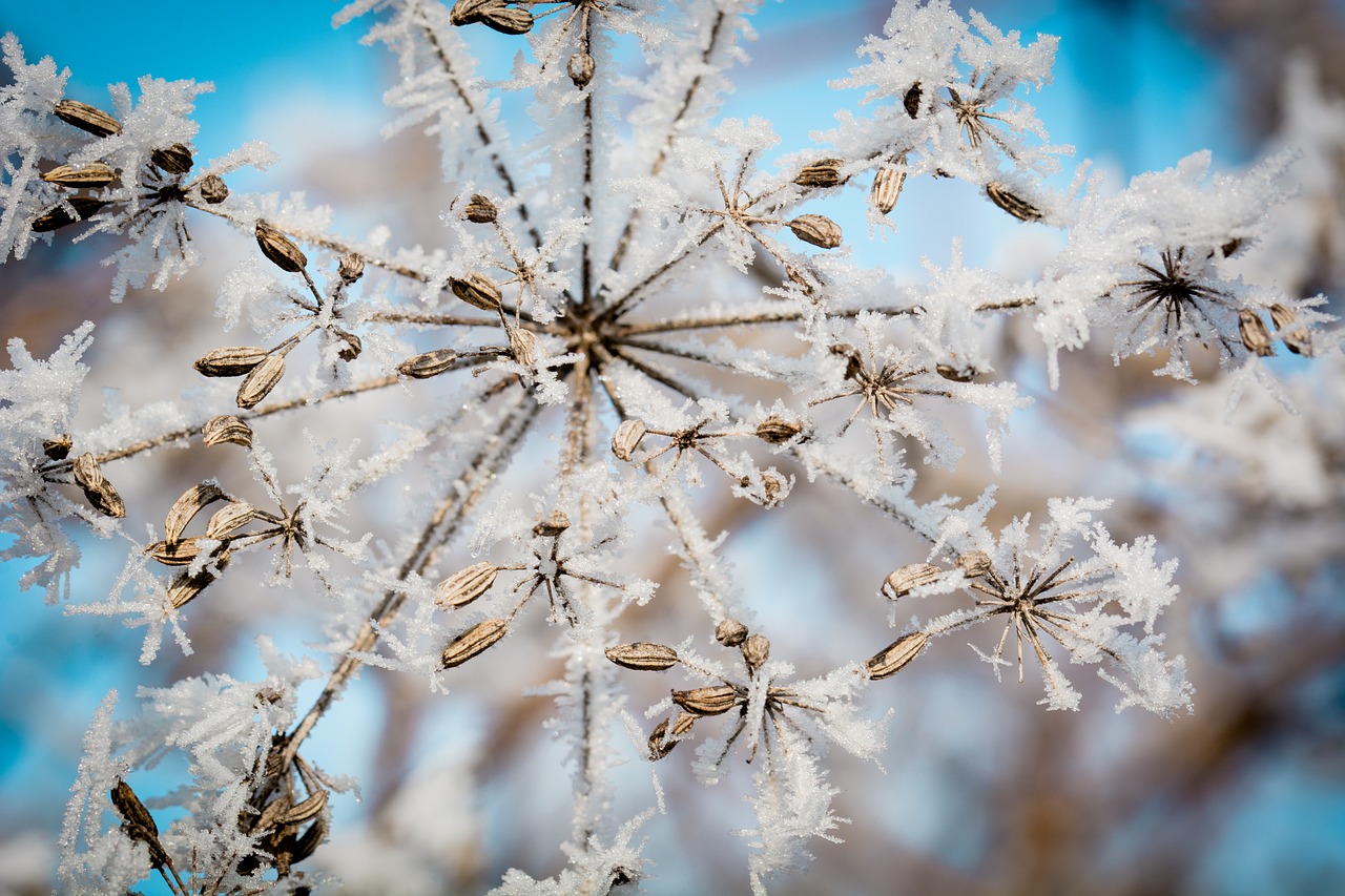 Image - frost ice ripe seeds umbel frozen