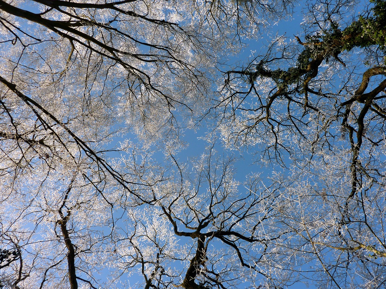 Image - trees summits sky blue winter