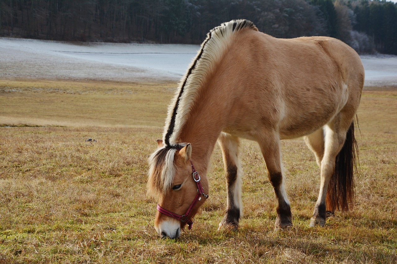 Image - horse norwegian fjord horse pasture