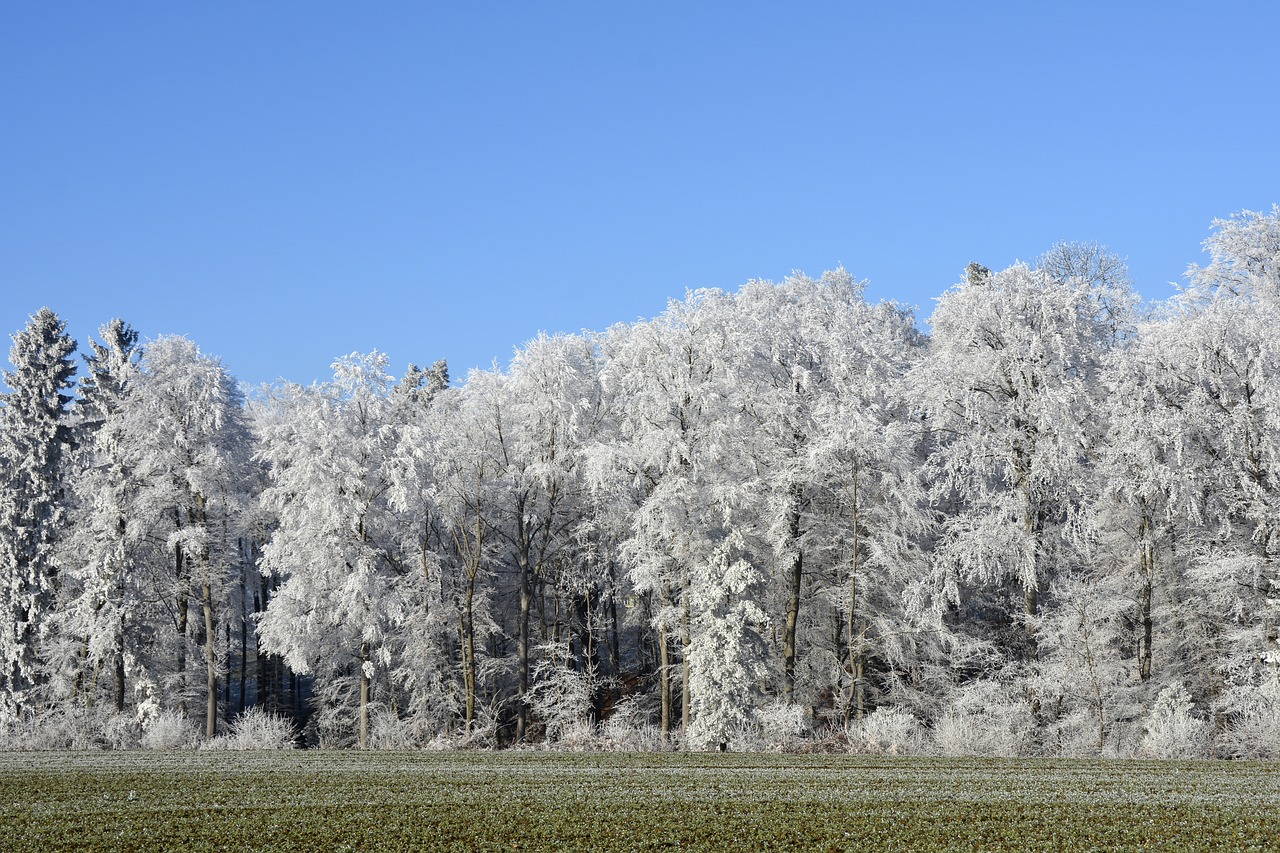 Image - wintry winter trees forest