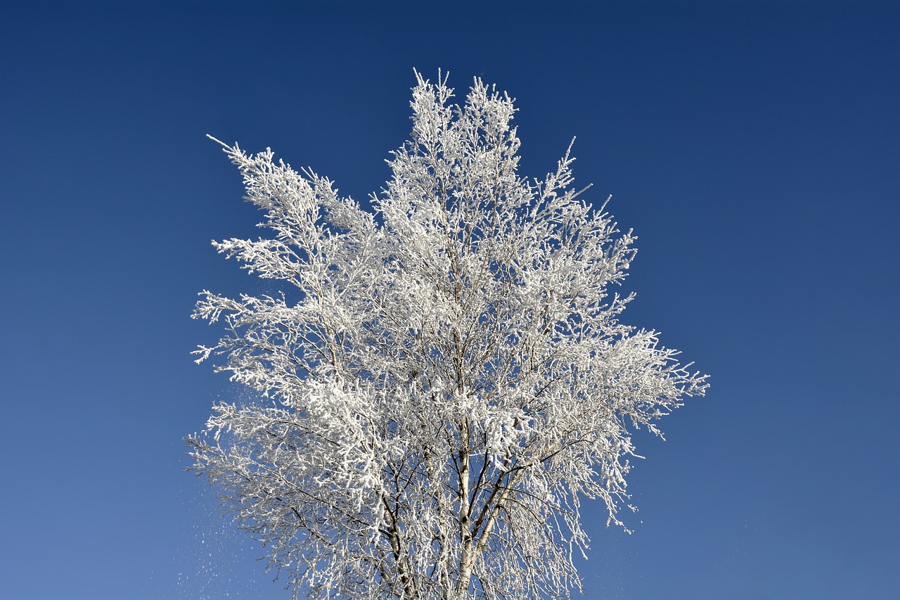 Image - crown tree winter wintry morgentau