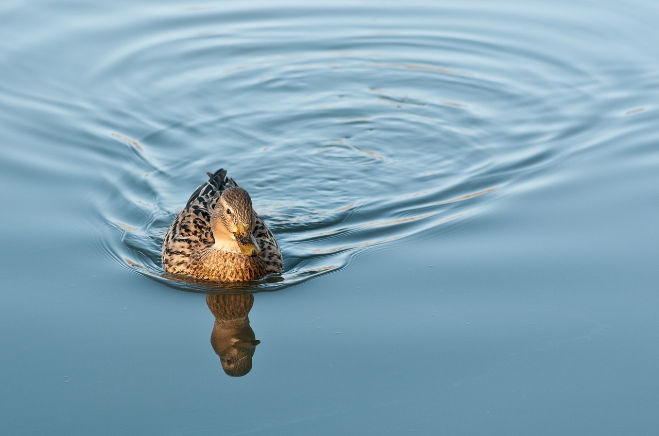 Image - duck water reflection mallard bird