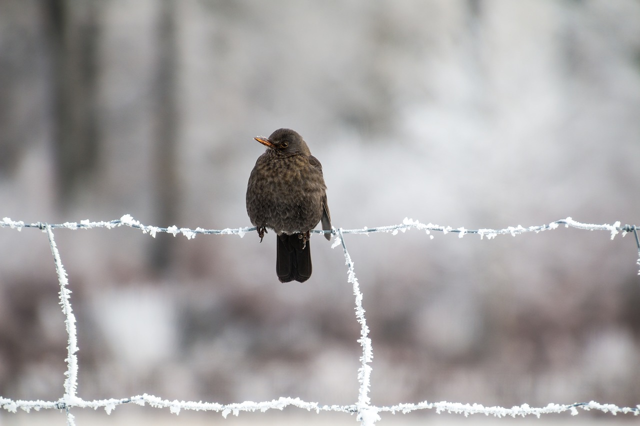 Image - blackbird bird winter songbird