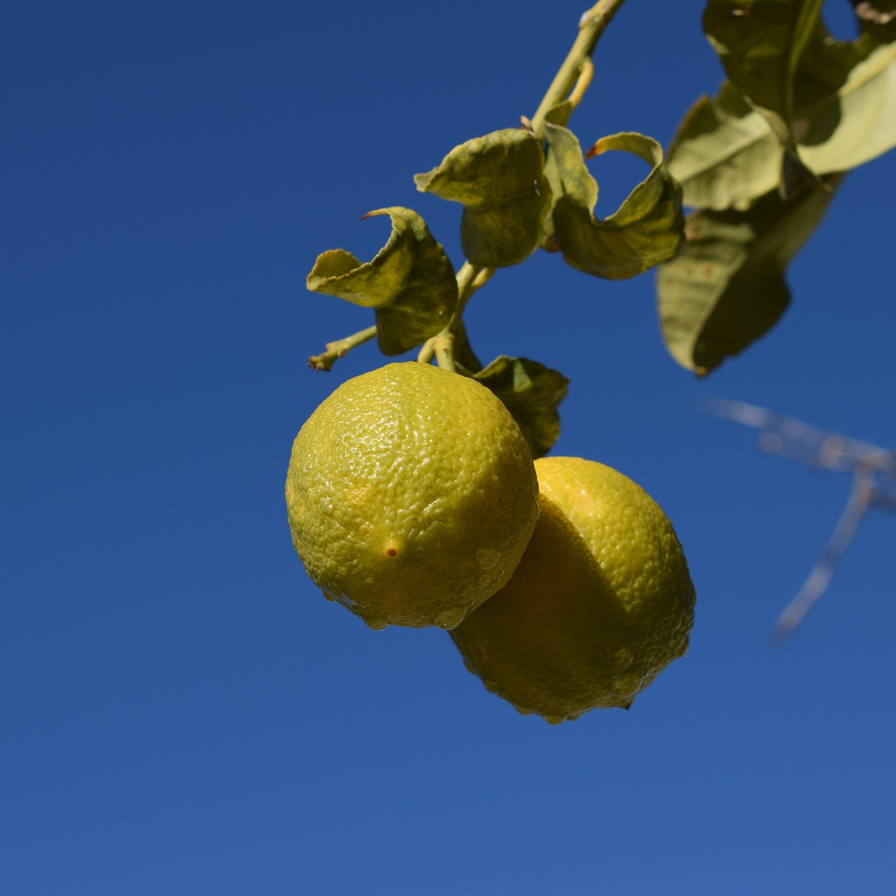 Image - lemon water drops morning fruit