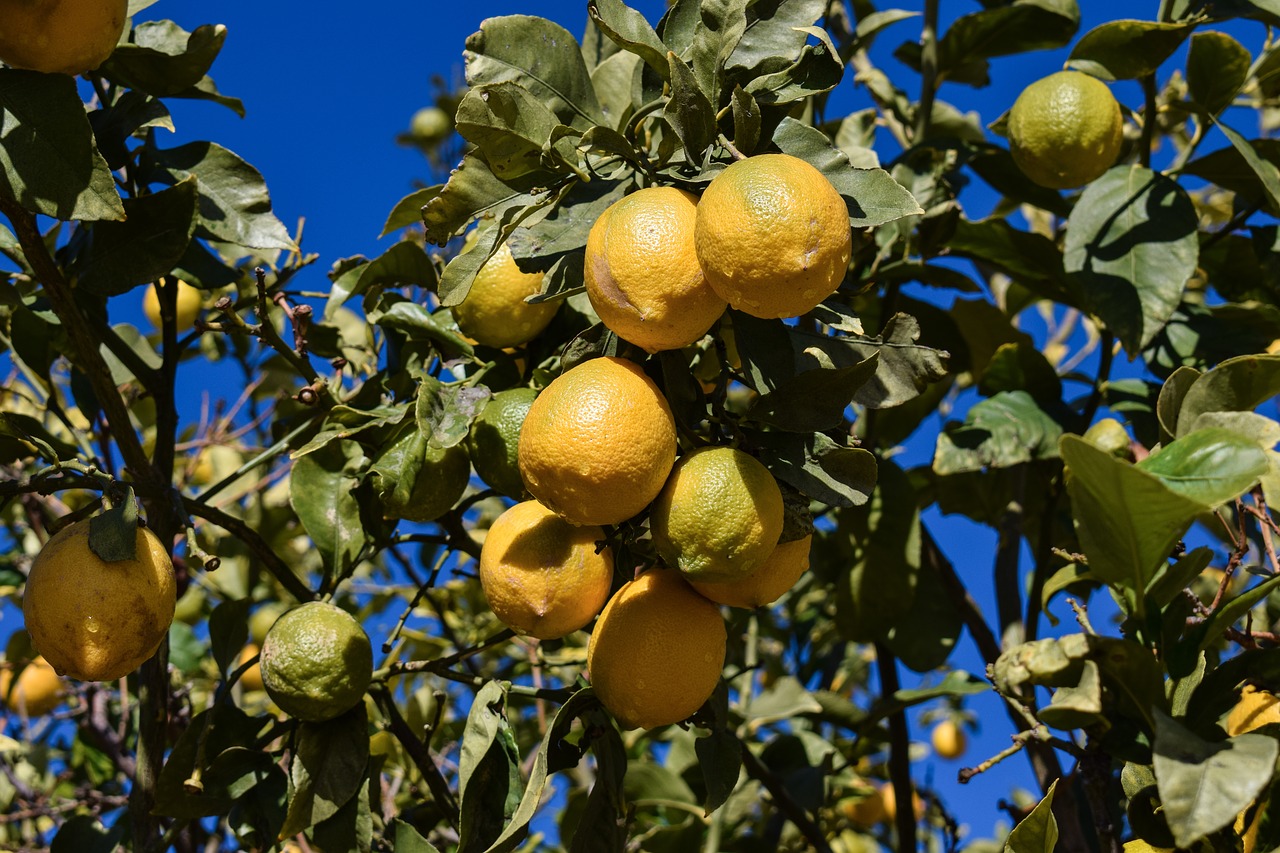 Image - lemon lemon tree morning fruit