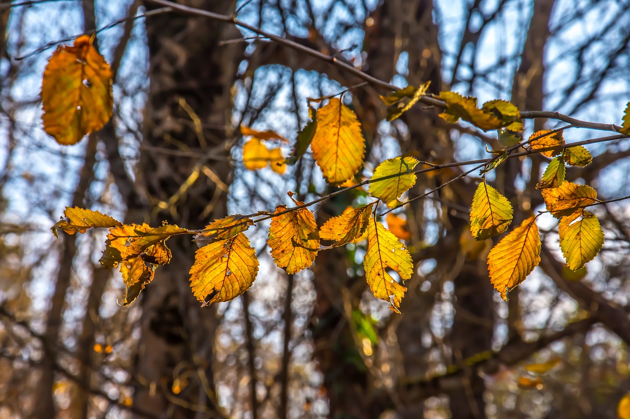 Image - tree autumn nature fall season