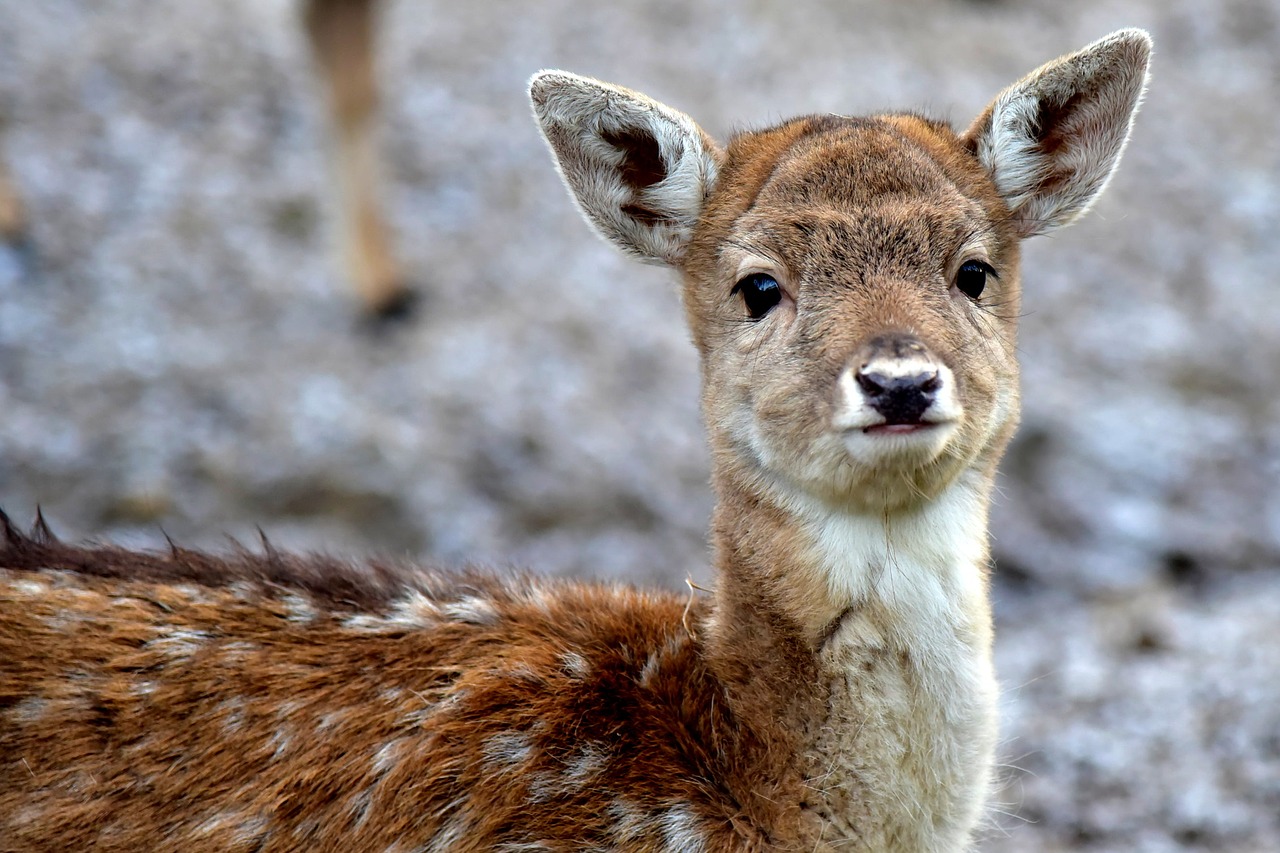 Image - deer puppy fawn bambi gray animal