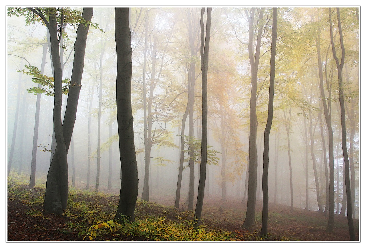 Image - autumn fog forest