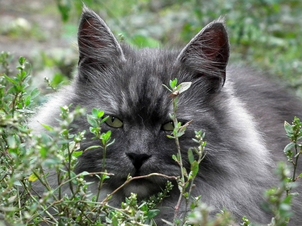 Image - cat siberian portrait cat s eye