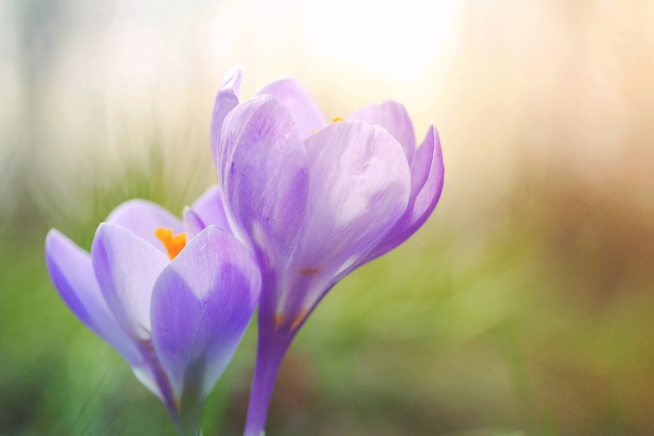 Image - crocus violet pink flowers