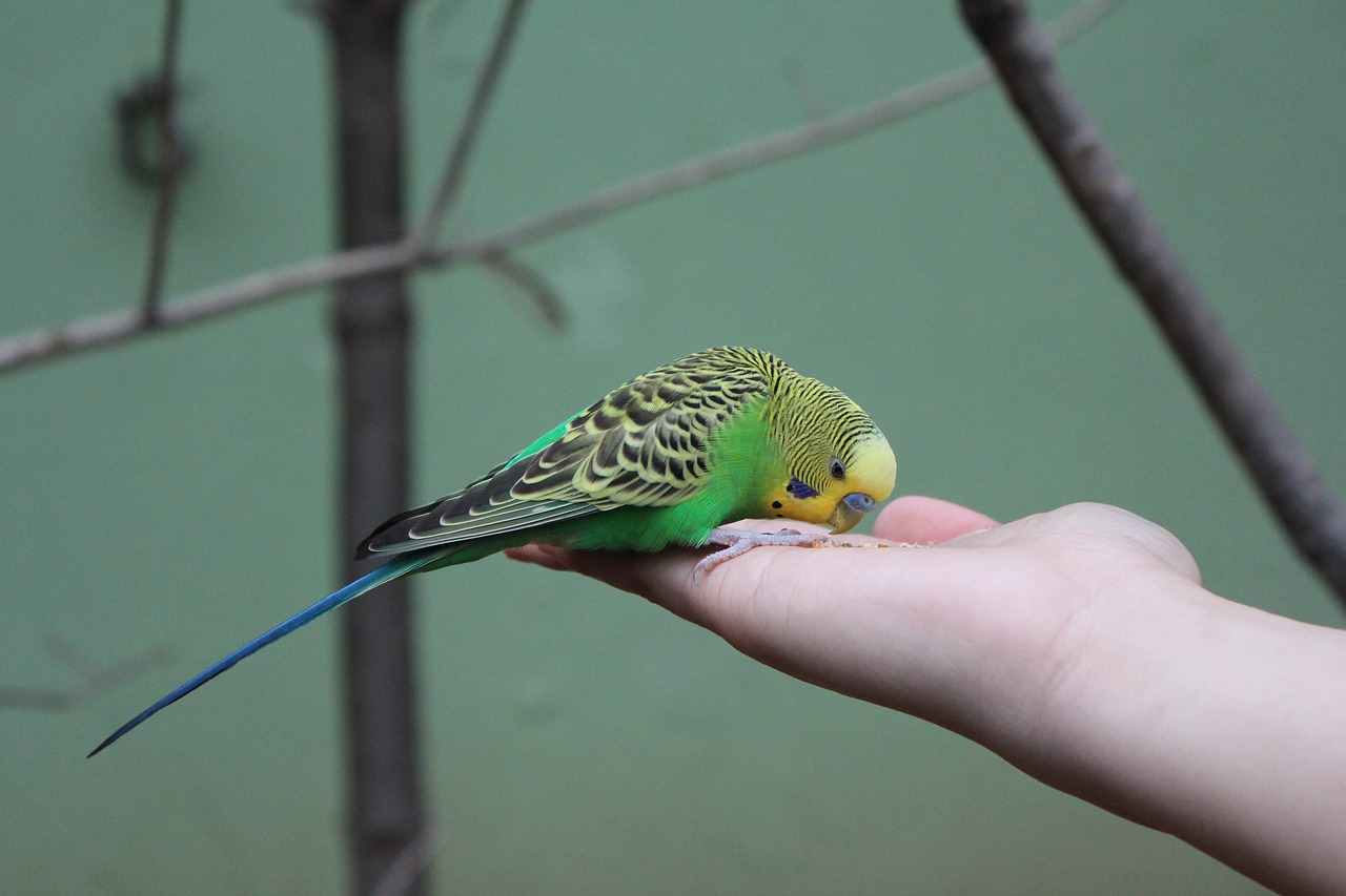 Image - new parrot birds everland