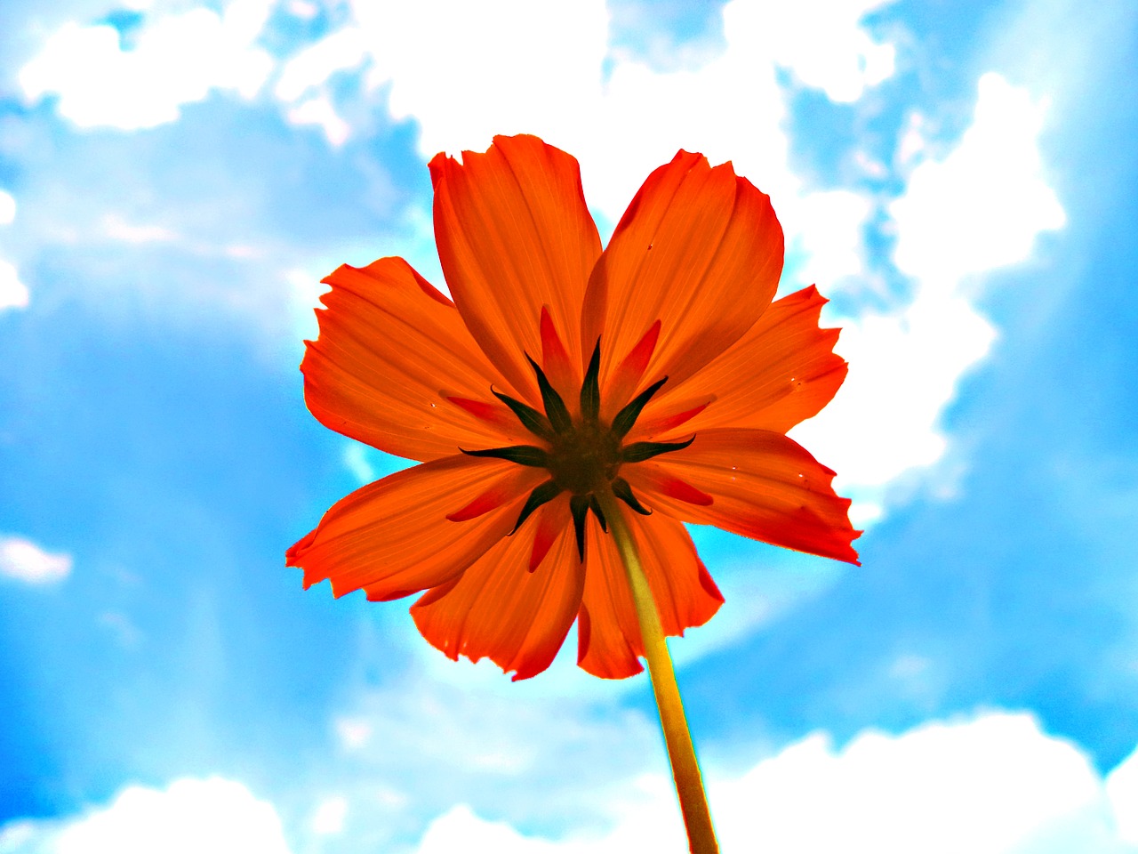 Image - cosmos flower bloom orange petals