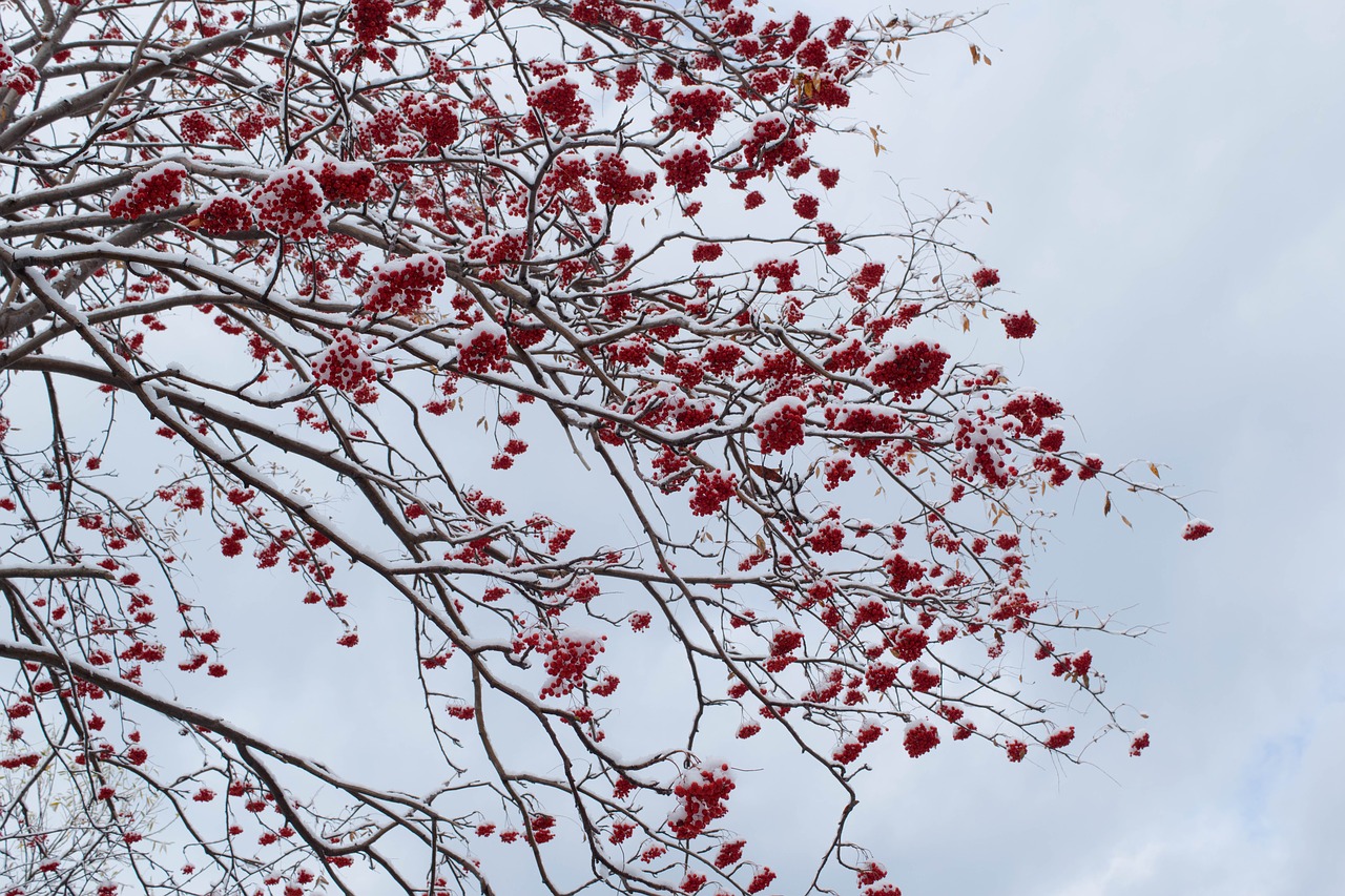 Image - rowan winter snow landscape tree