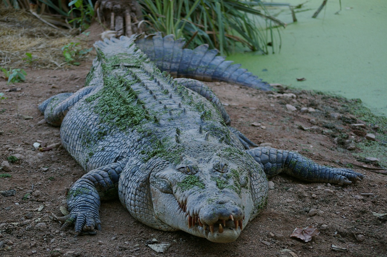 Image - animal crocodile wild predator