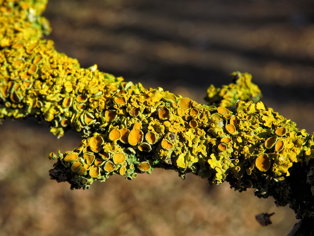 Image - lichen moss branch nature
