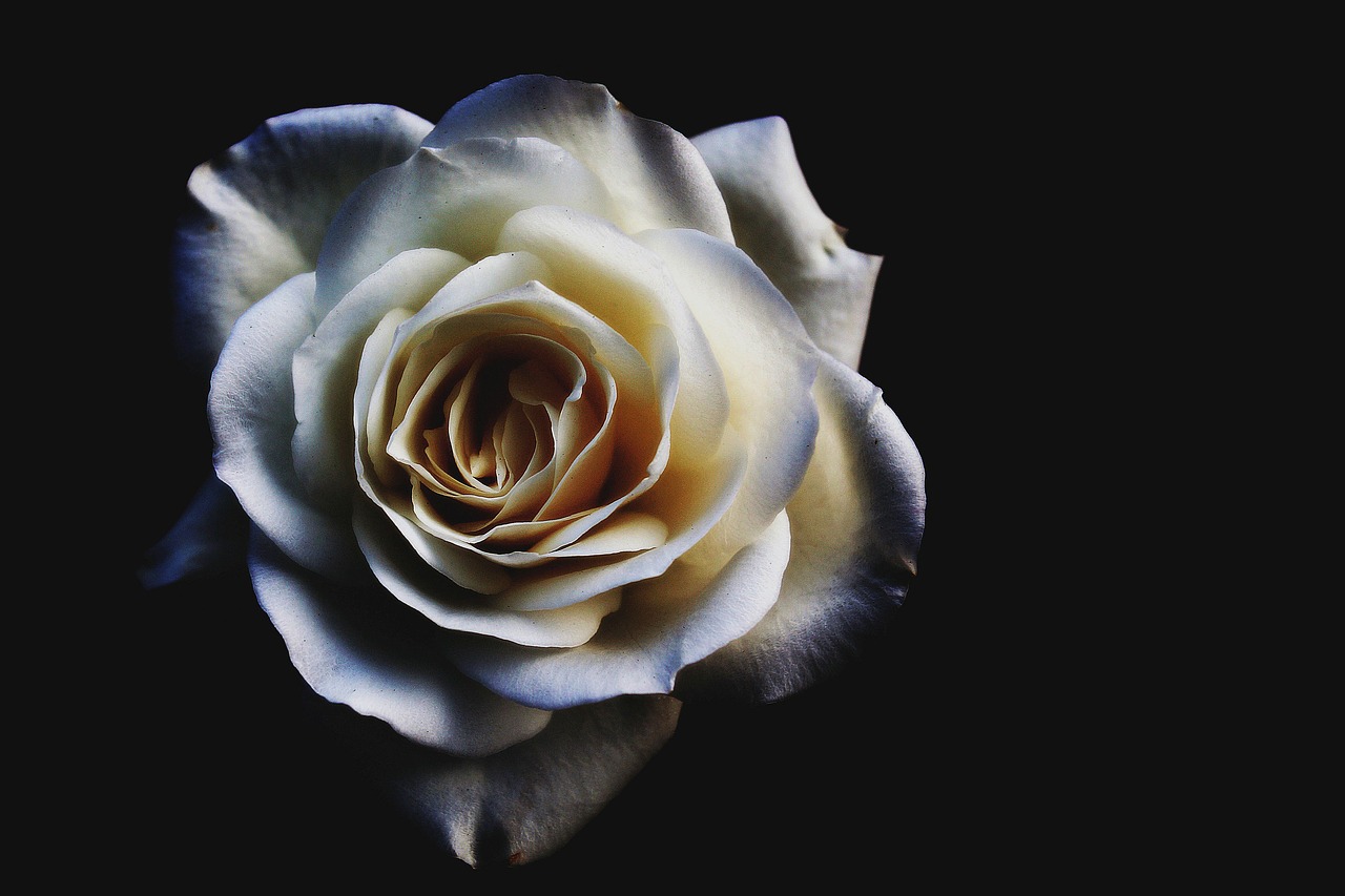 Image - flower blossom bloom rose