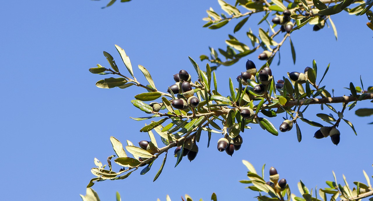 Image - oak quercus virginiana seeds tree