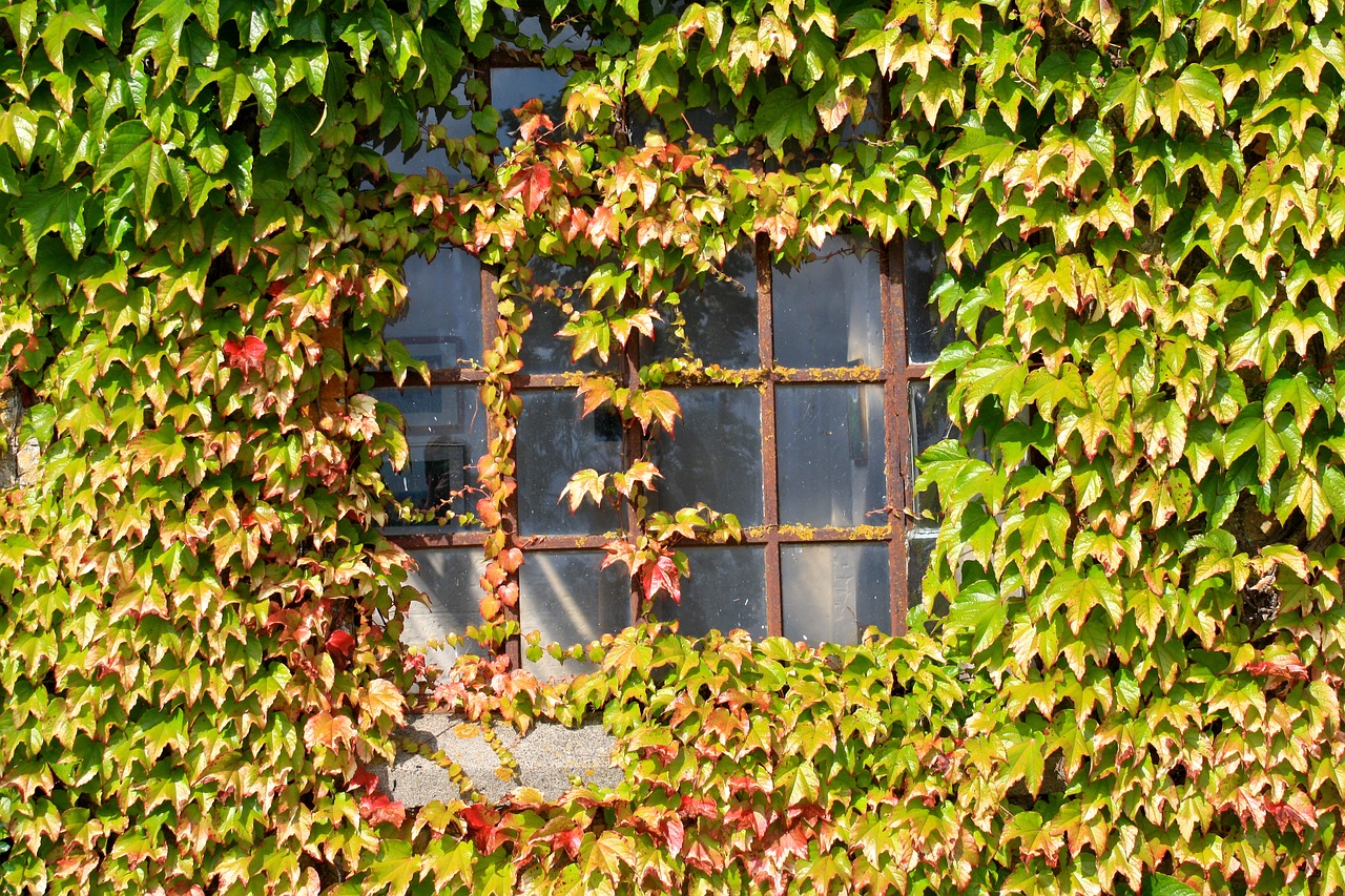 Image - window autumn wine creeper wall