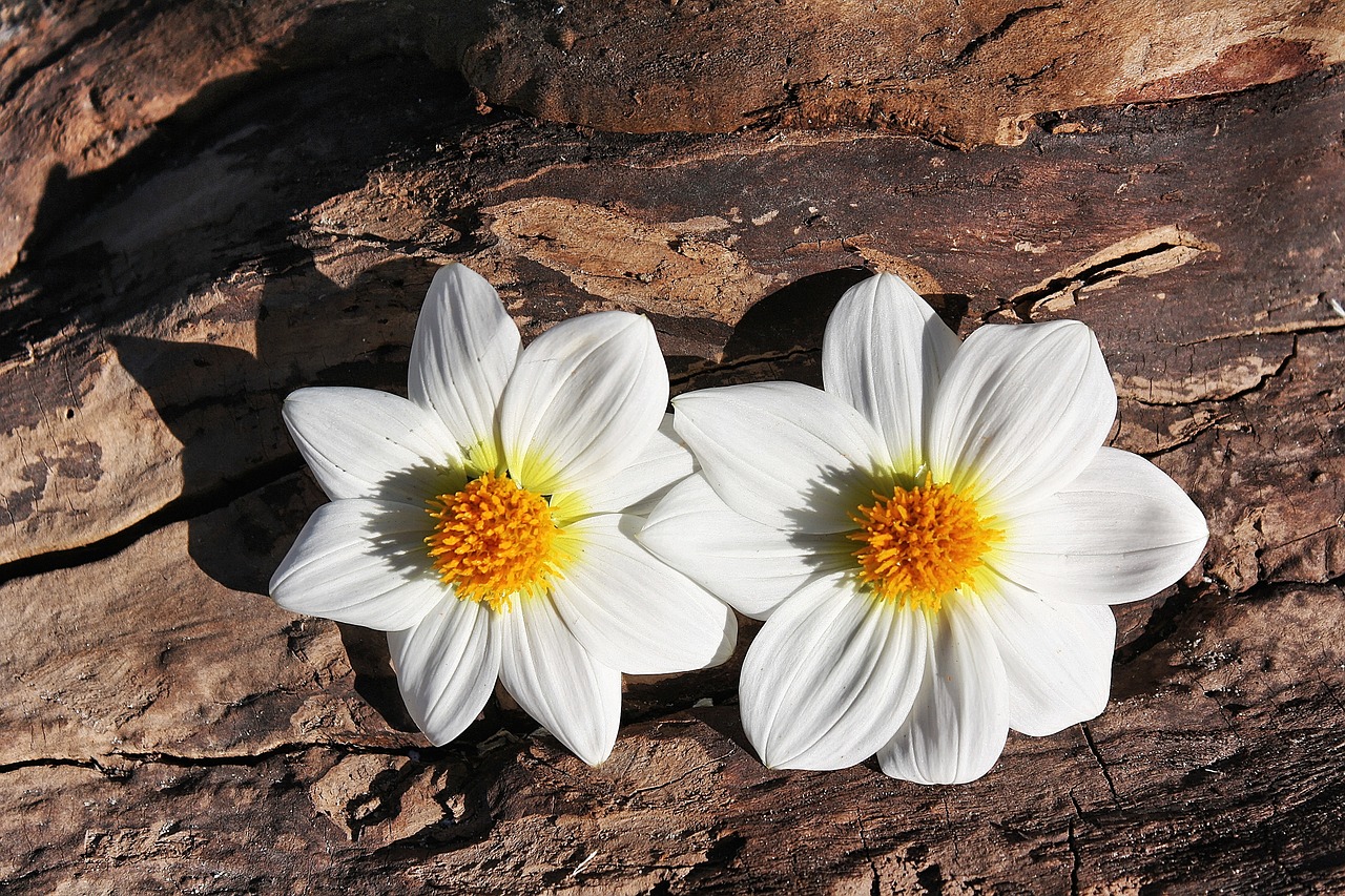 Image - daisy flowers plant two wood