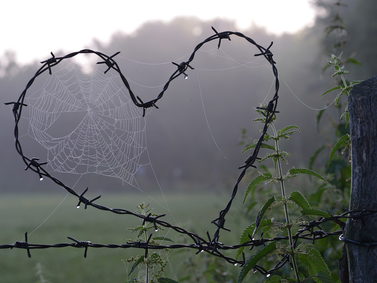 Image - cobweb heart love