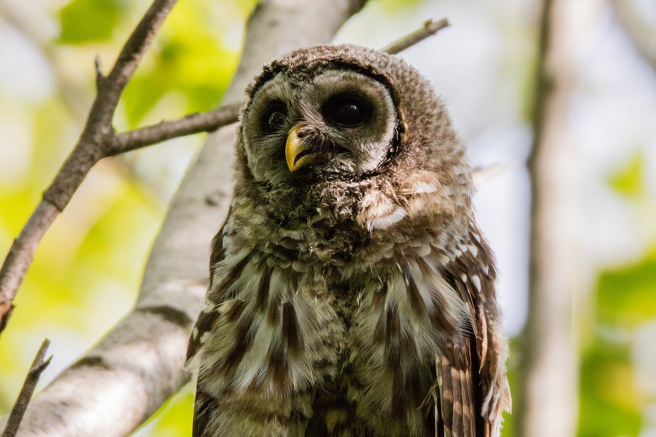 Image - barred owl baby portrait bird