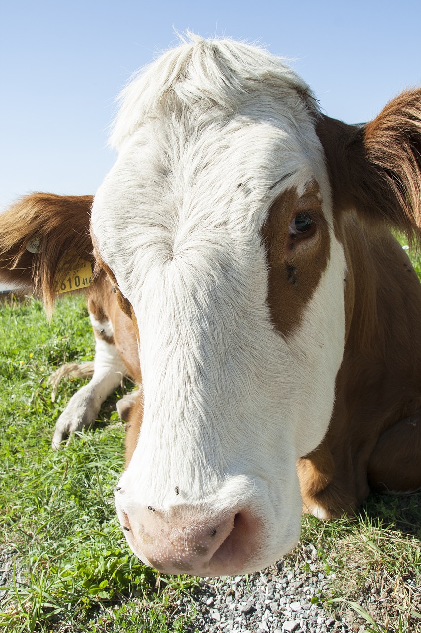 Image - cow animal nature alm pasture