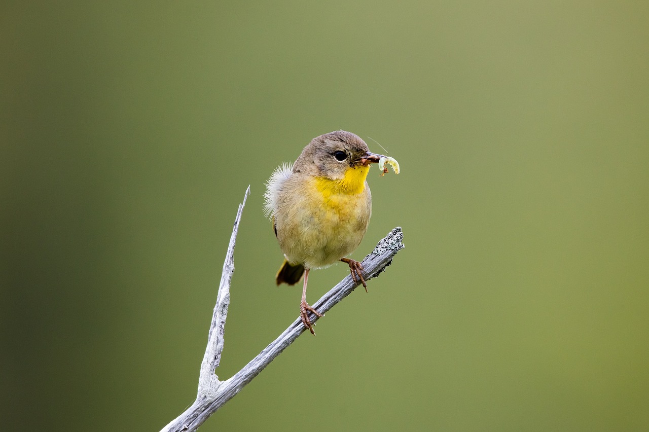 Image - warbler bird worm colorful