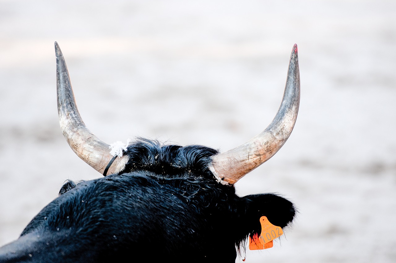 Image - bull races bull camargue race horn