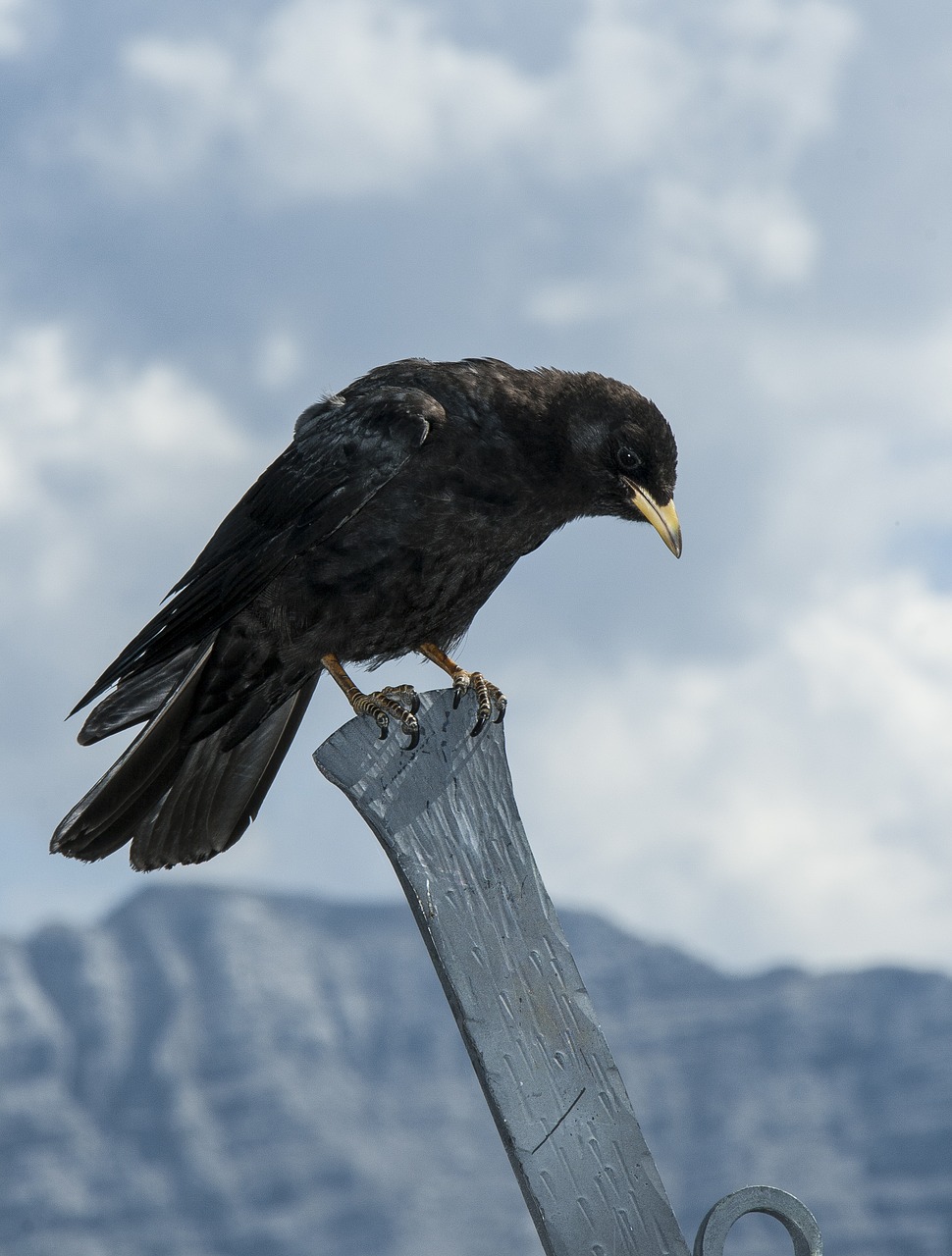 Image - jackdaw bird black animal alpine