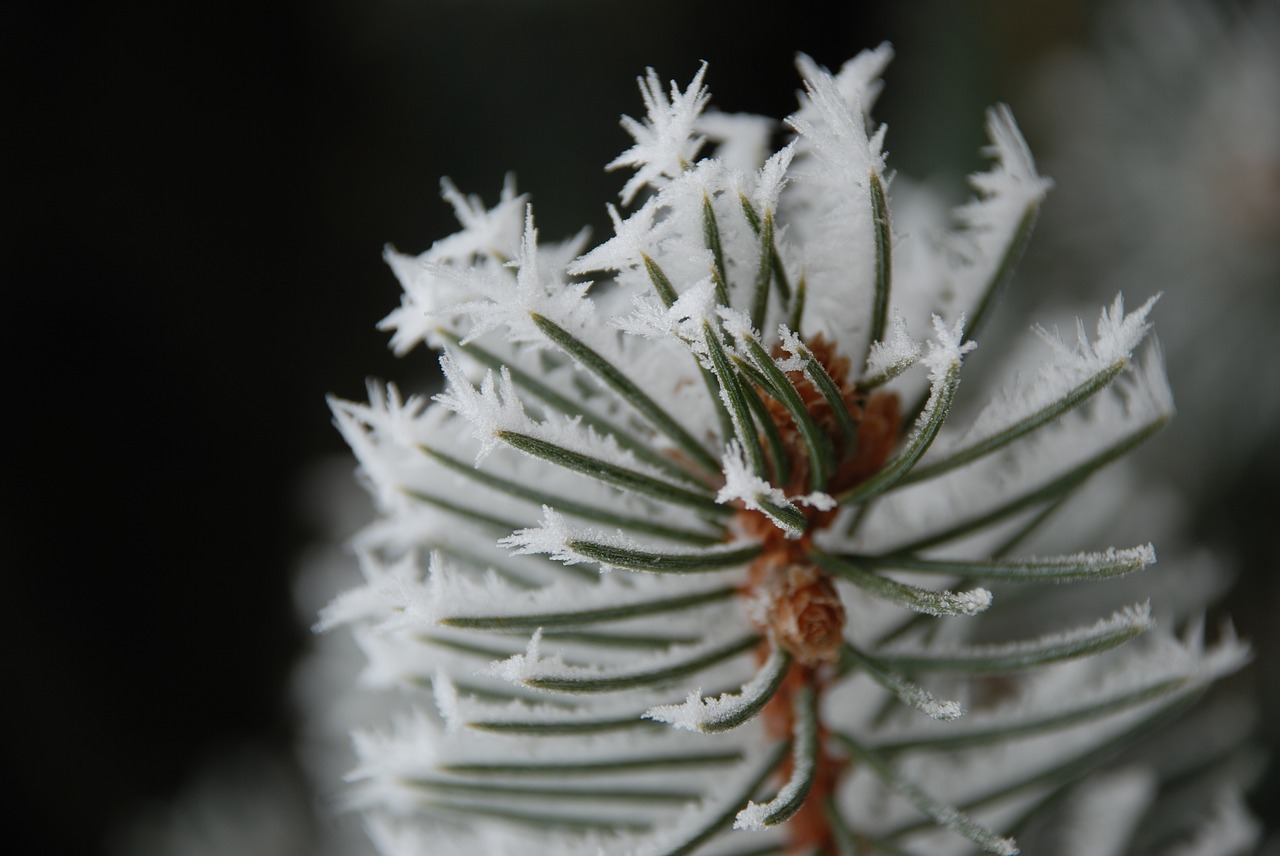 Image - winter wood nature forest cold