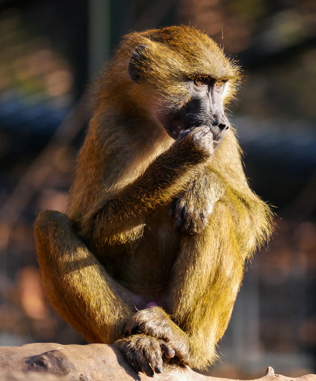 Image - animals ape barbary ape