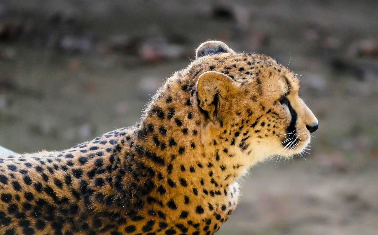 Image - animal predator cheetah lurking