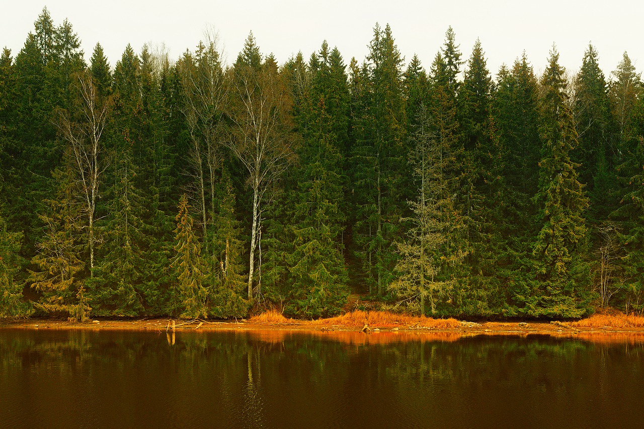 Image - sweden forest trees woods lake